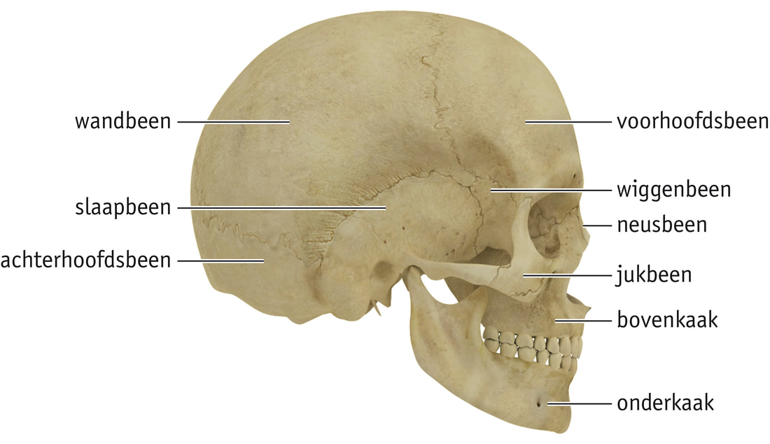 oor plein Betuttelen 1H-VWO 4.1 het skelet van de mens - Schouten Biology