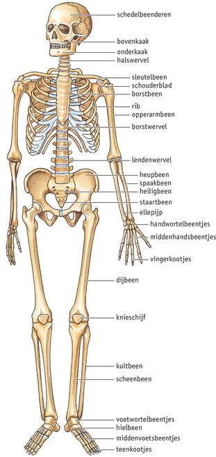 oor plein Betuttelen 1H-VWO 4.1 het skelet van de mens - Schouten Biology